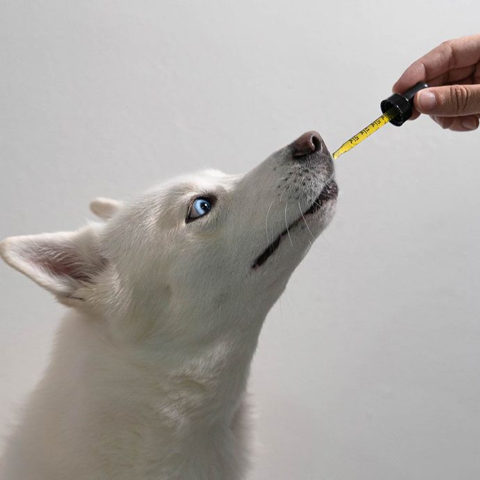 Alternative Medizin für Tiere in Brunn am Gebirge