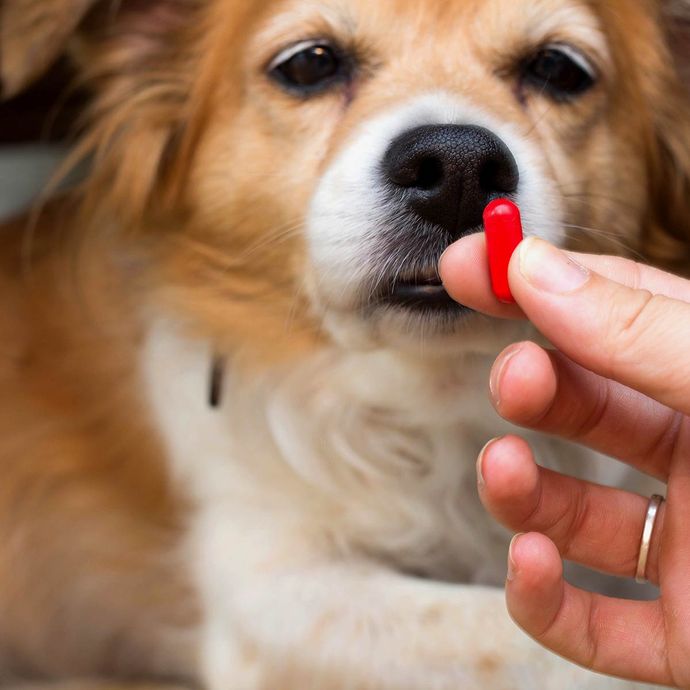 Apotheke für Hunde und Katzen in Brunn am Gebirge 